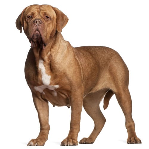 Dogue de Bordeaux