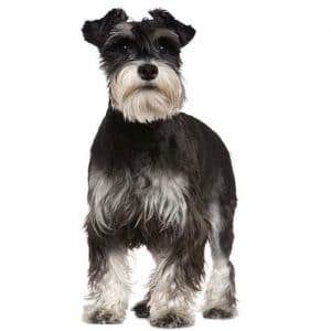 Miniature Schnauzer