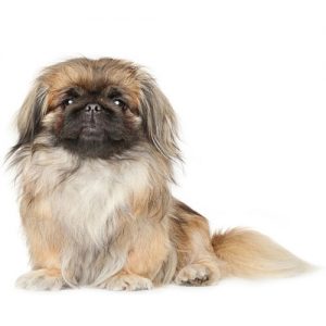 Pekingese