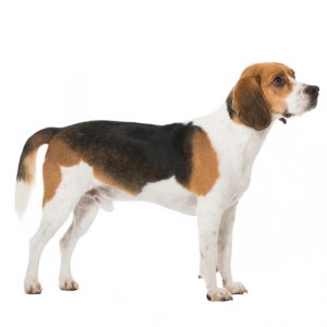 Beagle