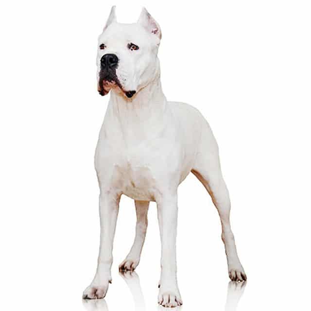 Dogo Argentino Dog