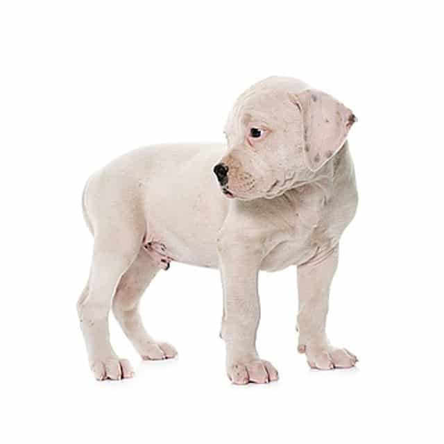 Dogo Argentino Puppy