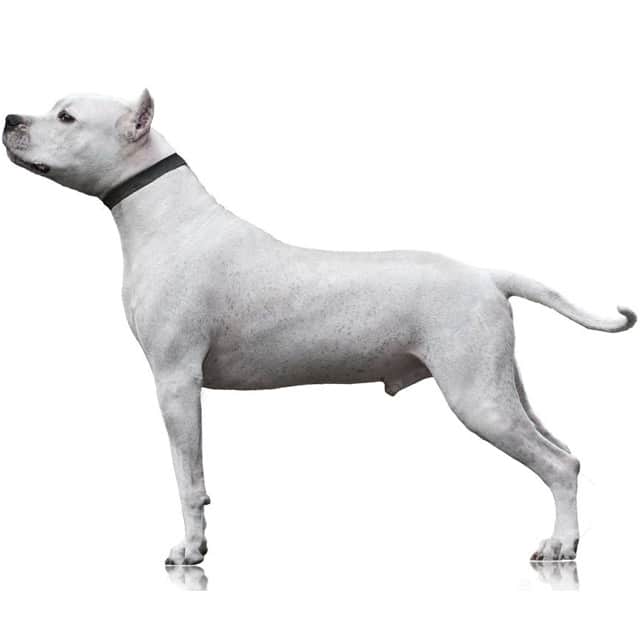 Dogo Argentino