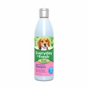 Everyday Fresh™ by Fresh ’n Clean® - Odor Control Shampoo - Fresh Air Scent
