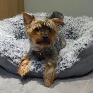 Rosewood Grey Lion Faux Suede Bed