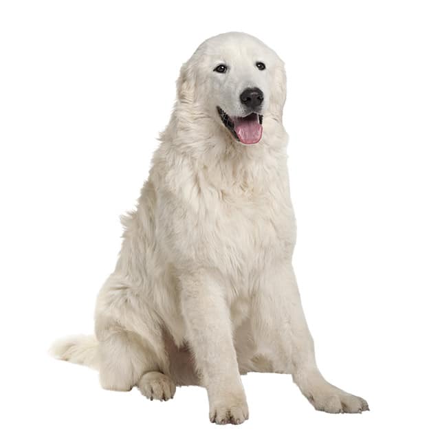 Great Pyrenees