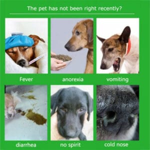 Canine Parvo Test Kit