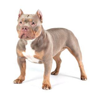 American Bully